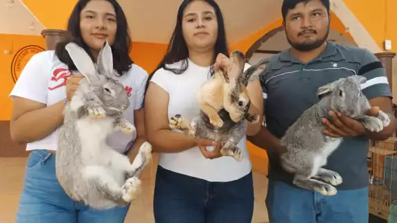 Explicaron que el consumo del conejo es favorable debido a que no tiene grasa ni colestero Explicaron que el consumo del conejo es favorable debido a que no tiene grasa ni colestero