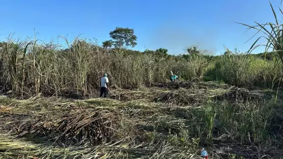 Productores cañeros de Champotón advierten que las plagas pueden causar pérdidas de hasta 30 mil pesos por hectárea. Productores cañeros de Champotón advierten que las plagas pueden causar pérdidas de hasta 30 mil pesos por hectárea.