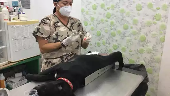 Se están realizando campañas de esterilización y adopción de mascotas
