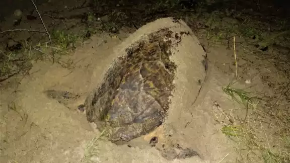 Esta misma tortuga tiene registros de anidación en 2008, 2010, 2012, 2014, 2020 y ahora en 2022. 