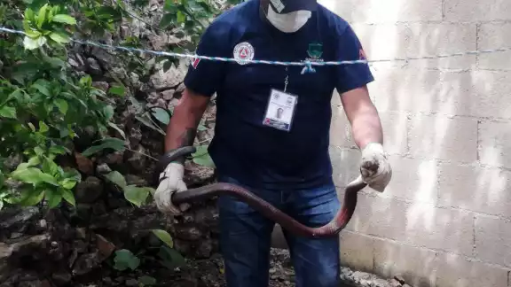 Conocida en la región como Ratonera, causó miedo en la familia de Oxkutzcab Conocida en la región como Ratonera, causó miedo en la familia de Oxkutzcab