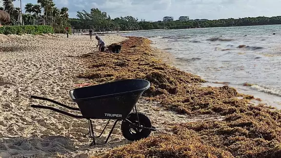 Tan solo el pasado fin de semana en las playas del centro de la ciudad de Solidaridad se ha registrado un recale de más de 80 toneladas de sargazo Tan solo el pasado fin de semana en las playas del centro de la ciudad de Solidaridad se ha registrado un recale de más de 80 toneladas de sargazo