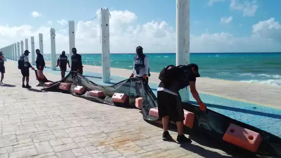 La barrera antosargazo será colocada en la franja de Playa del Carmen para evitar el recale de la macroalga en los arenales