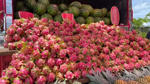 El precio de la Pitahaya en Campeche sube un 42.86% y sigue siendo un éxito de ventas