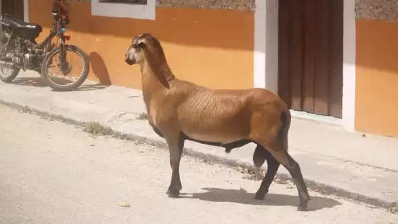 'Floyd' se escapa por la barda de la vivienda y recorre las calles de Sinanché sin causar daños, aseguran 'Floyd' se escapa por la barda de la vivienda y recorre las calles de Sinanché sin causar daños, aseguran