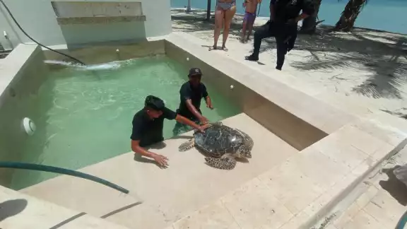 La tortuga fue rescatada por policías municipales de Dzemul La tortuga fue rescatada por policías municipales de Dzemul
