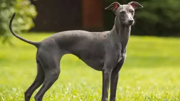 Un perro galgo italiano resultó positivo a la prueba para detectar la viruela del mono, que fue comparada con la de un paciente activo Un perro galgo italiano resultó positivo a la prueba para detectar la viruela del mono, que fue comparada con la de un paciente activo