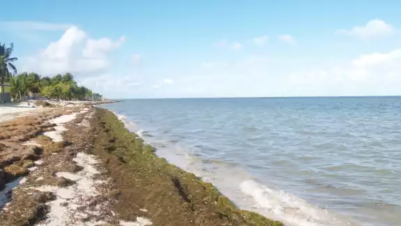 El sargazo apareció este fin de semana El sargazo apareció este fin de semana