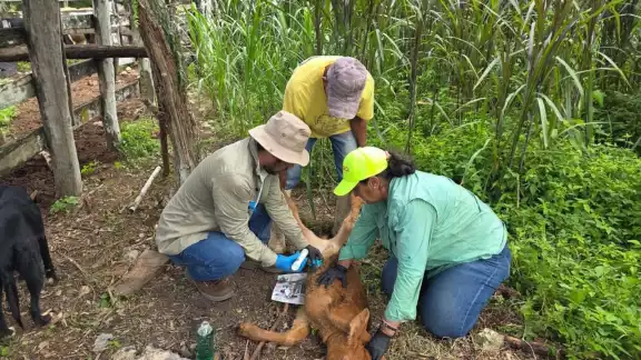 Senasica e IICA revisan ranchos y domicilios en San Felipe por plaga del gusano barrenador Senasica e IICA revisan ranchos y domicilios en San Felipe por plaga del gusano barrenador