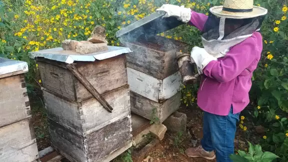 Apicultores han registrado graves pérdidas en sus colmenas Apicultores han registrado graves pérdidas en sus colmenas