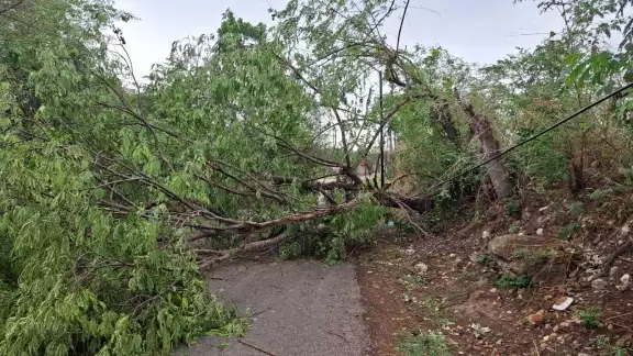 Desastre por tormenta en La Conquista: árboles caídos, calles inundadas y semáforo inutilizado Desastre por tormenta en La Conquista: árboles caídos, calles inundadas y semáforo inutilizado