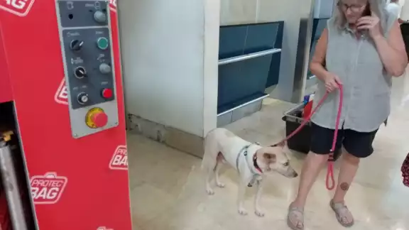 Un perrito mestizo de cinco años de edad viajó ayer viernes desde esta ciudad hasta Montreal, Canadá