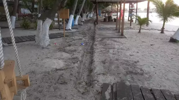Las obras afectan a especies amenazadas y sujetas a protección especial Las obras afectan a especies amenazadas y sujetas a protección especial