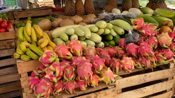 La pitaya se vende a 50 pesos por kilo en Hopelchén debido a la escasez. La pitaya se vende a 50 pesos por kilo en Hopelchén debido a la escasez.