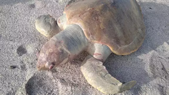 Al lugar no acudió ninguna institución que proteja estas especies Al lugar no acudió ninguna institución que proteja estas especies