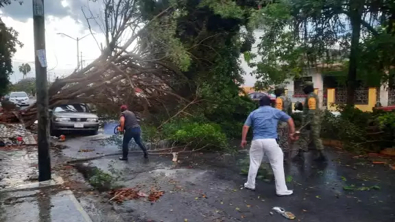 Permanecen en el hospital sólo dos hombres a los que les cayó un árbol Permanecen en el hospital sólo dos hombres a los que les cayó un árbol