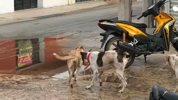 Algunos canes tiene collar, lo que significa que fueron abandonados por sus dueños Algunos canes tiene collar, lo que significa que fueron abandonados por sus dueños