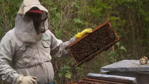 Productores señalan que si se alarga más el frío, la cosecha melífera se perdería