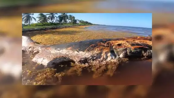 Los restos de la ballena no podrán ser retirados debido al peso y al estado de los mismos, mientras investigarán las causas de la muerte y posterior recale en Mahahual Los restos de la ballena no podrán ser retirados debido al peso y al estado de los mismos, mientras investigarán las causas de la muerte y posterior recale en Mahahual