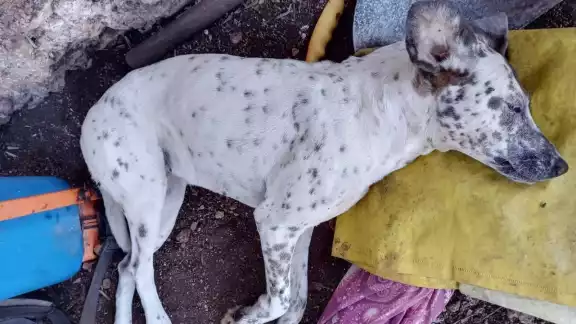 El número de perros muertos podría aumentar, ya que se dejó un plato con comida El número de perros muertos podría aumentar, ya que se dejó un plato con comida