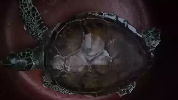 La tortuga se encontraba en un domicilio en la colonia Santa Rita La tortuga se encontraba en un domicilio en la colonia Santa Rita