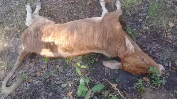 El denunciante comentó que otra parcela del mismo ejido también perdió una vaca por los cazdorees ilícitos El denunciante comentó que otra parcela del mismo ejido también perdió una vaca por los cazdorees ilícitos