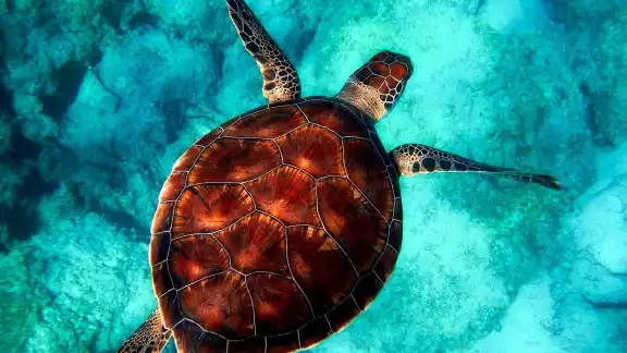 Quintana Roo es un auténtico tesoro natural y el lugar en donde habitan más de mil especies marinas