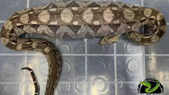 FOTO: Ya'ax Kaan Yucatán