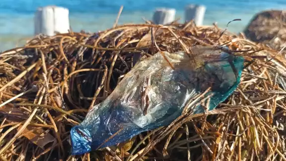 Los pescadores indicaron que han visto algunos ejemplares de aguamala a una braza de la orilla, pero pocos recalan