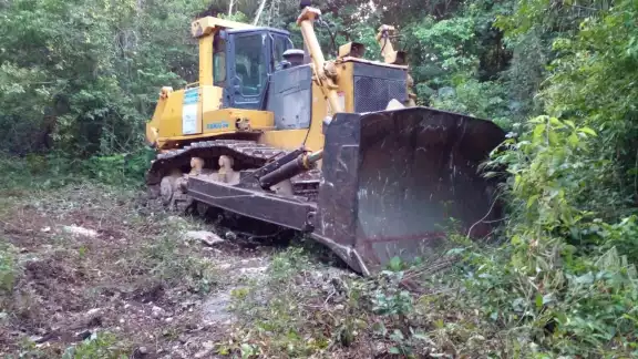Con máquina de trascabo, presuntos invasores derribaron decenas de árboles en comunidades de Playa del Carmen Con máquina de trascabo, presuntos invasores derribaron decenas de árboles en comunidades de Playa del Carmen