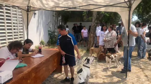 El Ayuntamiento de Cancún exige a los habitantes que registren a sus mascotas El Ayuntamiento de Cancún exige a los habitantes que registren a sus mascotas