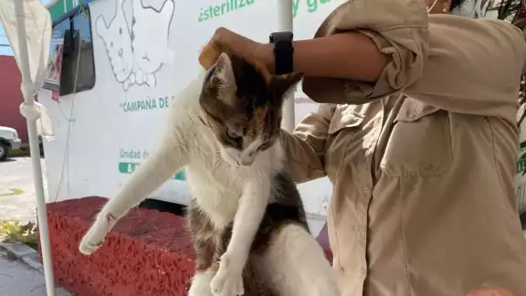 La Secretaría de Salud activa Protocolo de Foco Rábico en Ciudad del Carmen debido a un caso de rabia en un felino de tres meses. La Secretaría de Salud activa Protocolo de Foco Rábico en Ciudad del Carmen debido a un caso de rabia en un felino de tres meses.