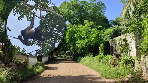 Los pobladores temían que el primate fuese lastimado por los curiosos Los pobladores temían que el primate fuese lastimado por los curiosos