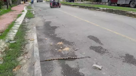 Una mujer acudió a su cocina y encontró a la enorme serpiente Una mujer acudió a su cocina y encontró a la enorme serpiente