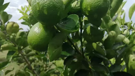 La demanda por la temporada vacacional que se aproxima favorece el incremento en su costo