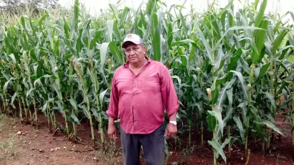 Campesinos de Katab, Hopelchén, enfrentan pérdidas en sus cosechas sin apoyo de seguros. Campesinos de Katab, Hopelchén, enfrentan pérdidas en sus cosechas sin apoyo de seguros.