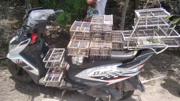 Los jóvenes habían atrapado varias aves dominico Los jóvenes habían atrapado varias aves dominico