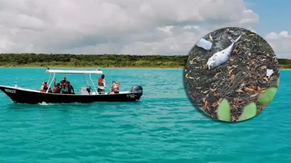Los cultivos de los menonitas en Bacalar y la caña de azúcar son los que utilizan más agrotóxicos, reveló el estudio del Colegio Frontera Sur Los cultivos de los menonitas en Bacalar y la caña de azúcar son los que utilizan más agrotóxicos, reveló el estudio del Colegio Frontera Sur