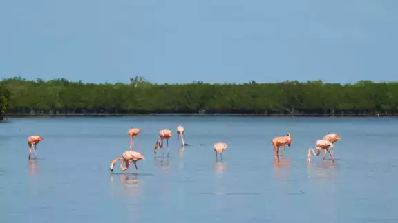 Isla Cerritos o Isla Maya se encuentran en San Felipe