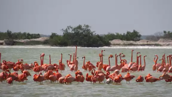 Un aproximado de 50 mil personas arriban a la reserva de Río Lagartos Un aproximado de 50 mil personas arriban a la reserva de Río Lagartos