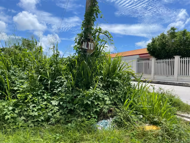 En Champotón, múltiples señales de tránsito presentan deterioro, están caídas o cubiertas de maleza