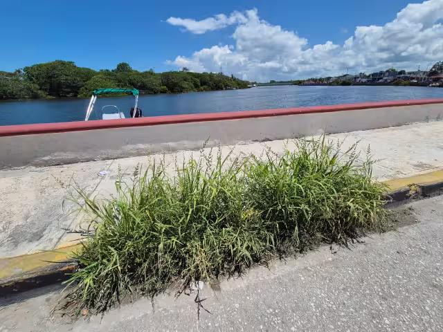 Maleza y basura obstruyen desfogues del malecón en Champotón y elevan riesgo de inundaciones