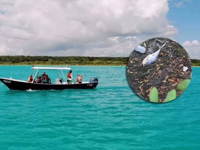 Los cultivos de los menonitas en Bacalar y la caña de azúcar son los que utilizan más agrotóxicos, reveló el estudio del Colegio Frontera Sur