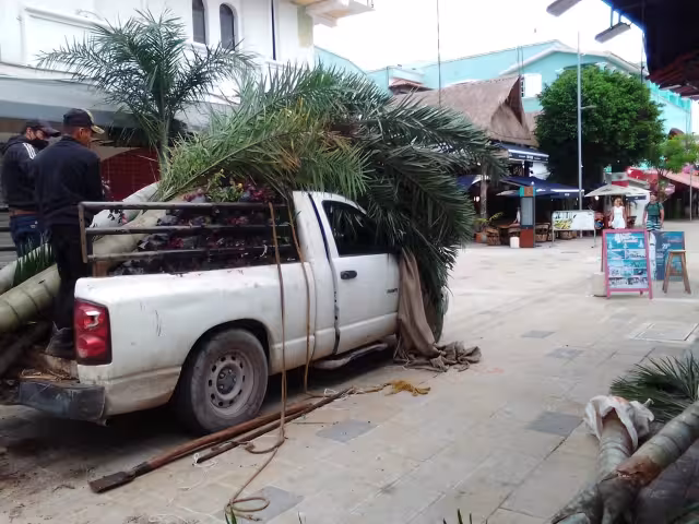 Los árboles que murieron fueron sustituidos por Palmas Kuka y otras especies endémicas de Quintana Roo