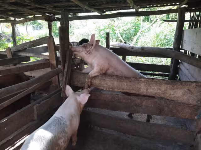 El hombre es acusado por el robo de un cerdo en Tizimín