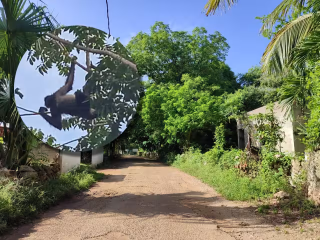 Los pobladores temían que el primate fuese lastimado por los curiosos