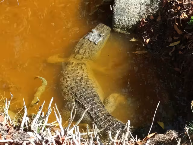 El ejemplar fue observado en el tramo que va hacia la cabecera
