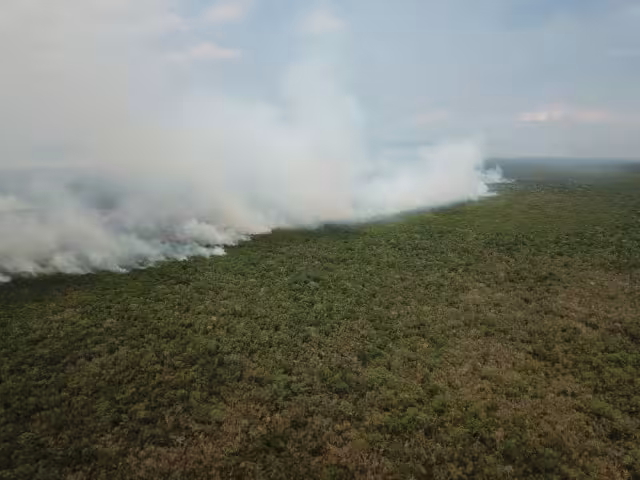 El incendio forestal avanzó en la zona selvática de Uxuxubi, ubicada en el Sur de Playa del Carmen, donde la Conafor y bomberos combaten el fuego