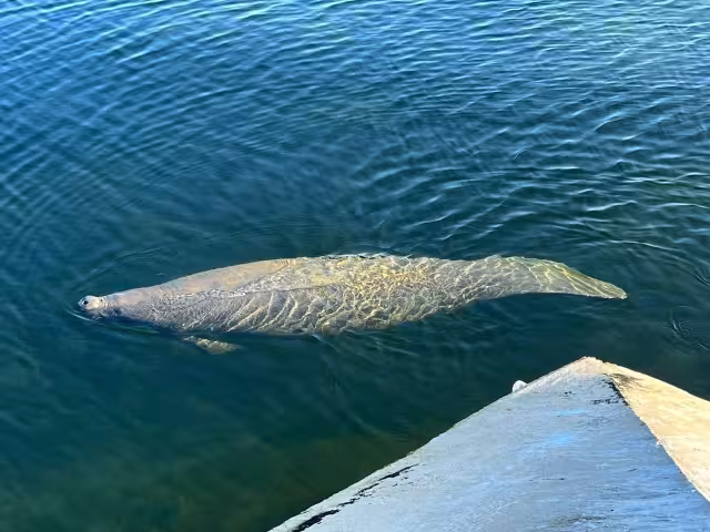 Se estima que quedan menos de 10 mil ejemplares en estado salvaje y es uno de los principales limpiadores de algas marinas