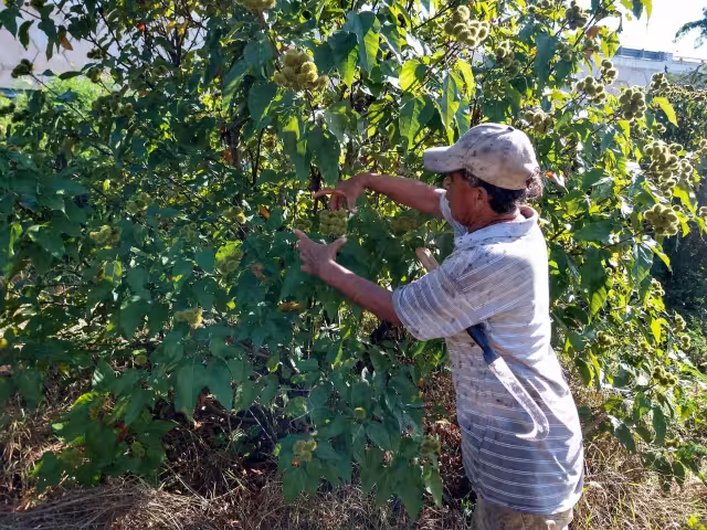 Los campesinos esperan que los centros de acopio paguen bien el kilogramo de su producto para captar recursos suficientes